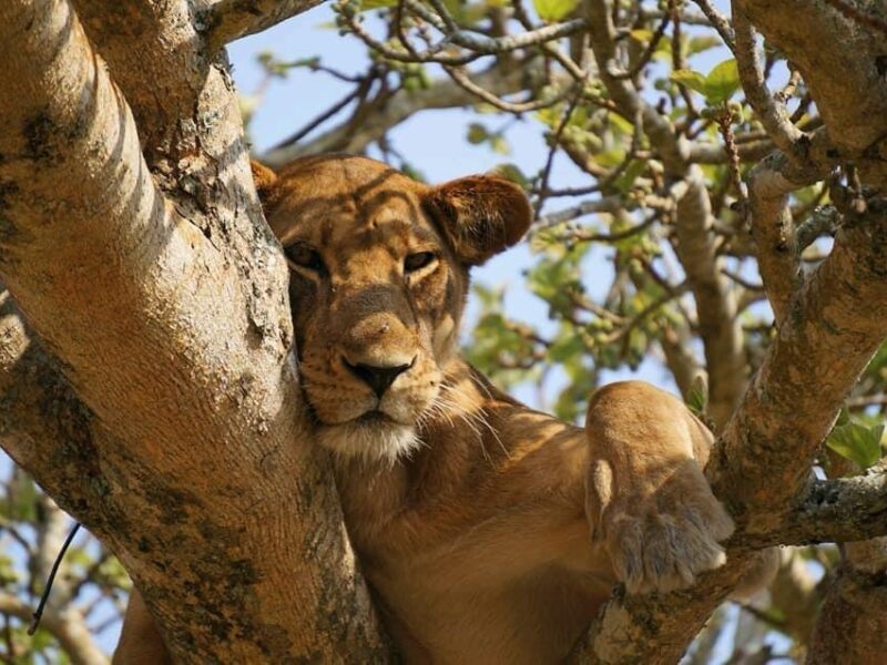 Lion Tracking and Big Five Sightings Lion Tracking and Big Five Sightings