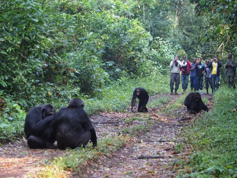 Chimpanzee Trekking in Kibale Forest Chimpanzee Trekking in Kibale Forest